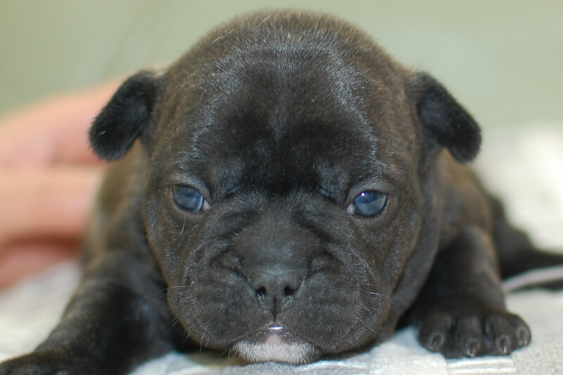 フレンチブルドッグの子犬の写真202001212 2月12日現在