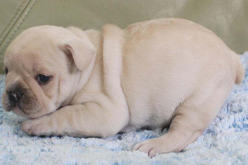フレンチブルドッグの子犬の写真202001211-2 2月19日現在