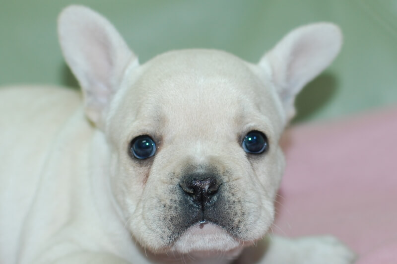 フレンチブルドッグの子犬の写真202001211 3月6日現在