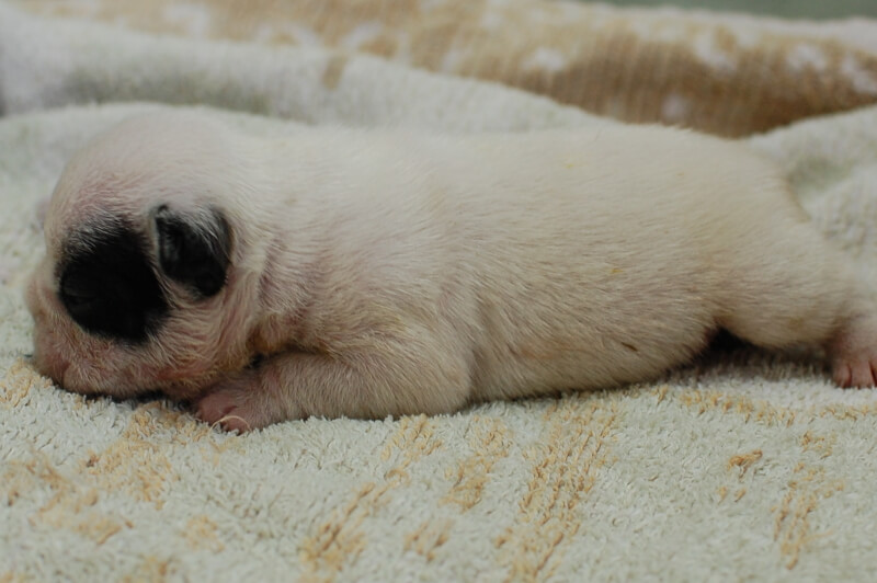 フレンチブルドッグの子犬の写真202007214-2 8月2日現在