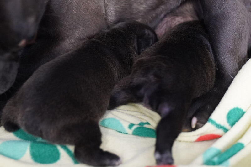 2020年10月29日生まれのフレンチブルドッグ子犬の写真
