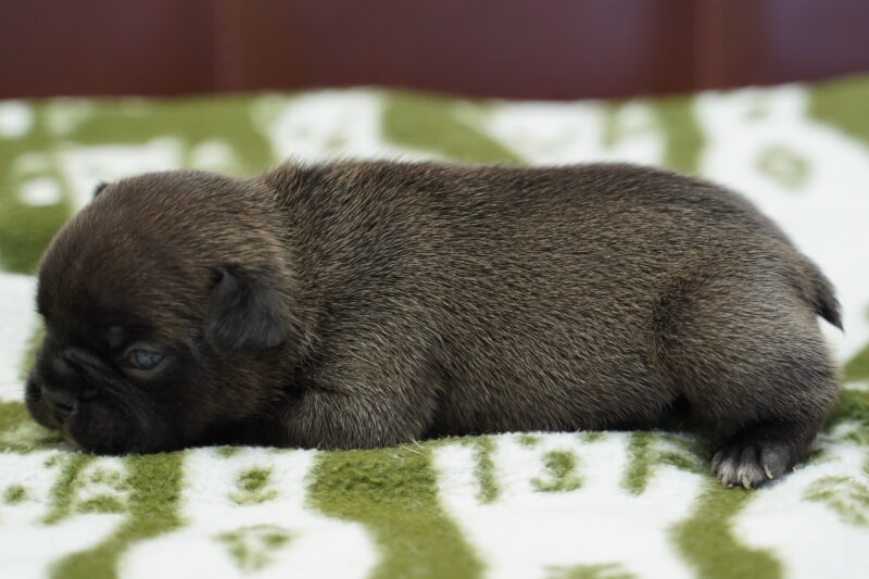 フレンチブルドッグの子犬の写真202011023-2 11月14日現在
