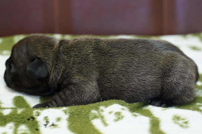 フレンチブルドッグの子犬の写真202011021-2 11月14日現在