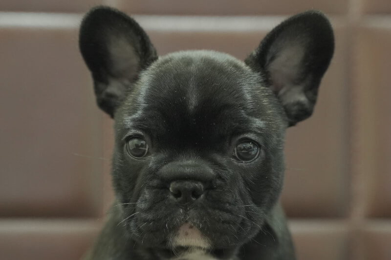 フレンチブルドッグの子犬の写真202010292 12月8日現在
