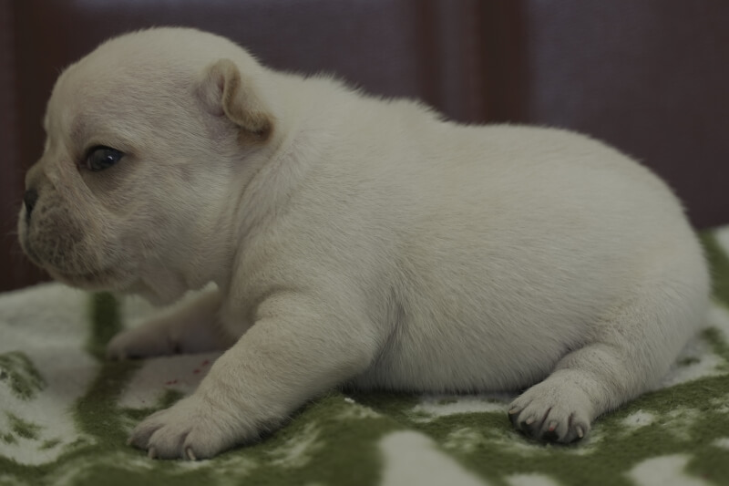 フレンチブルドッグの子犬の写真202102011-2 2月21日現在