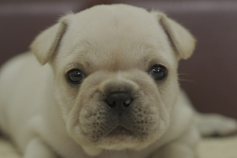 フレンチブルドッグの子犬の写真202102012 3月5日現在