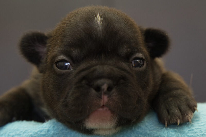 フレンチブルドッグの子犬の写真202201314 2月16日現在