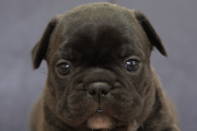 フレンチブルドッグの子犬202201313