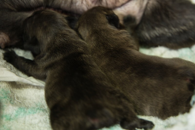 2022年5月2日生まれのフレンチブルドッグ子犬の写真