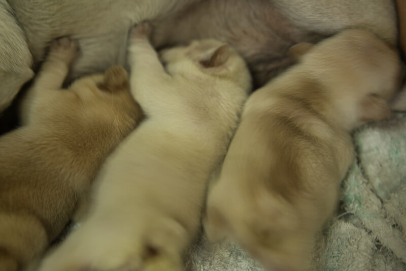 2022年5月5日生まれのフレンチブルドッグ子犬の写真