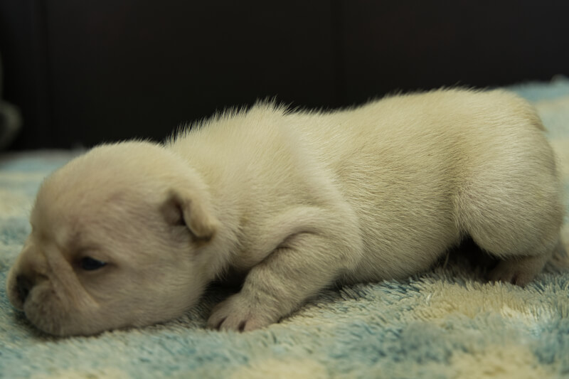 フレンチブルドッグの子犬の写真202205052-2 5月22日現在