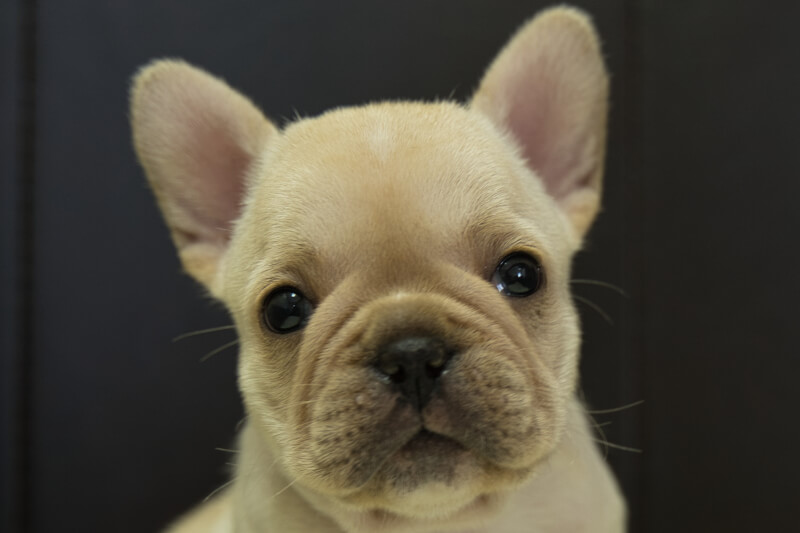 フレンチブルドッグの子犬の写真202205052 6月12日現在