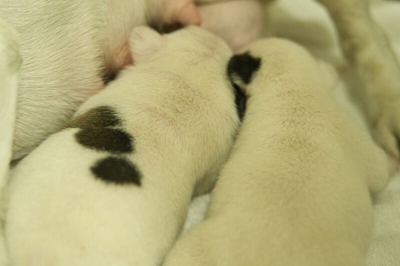 2022年9月3日生まれのフレンチブルドッグ子犬の写真