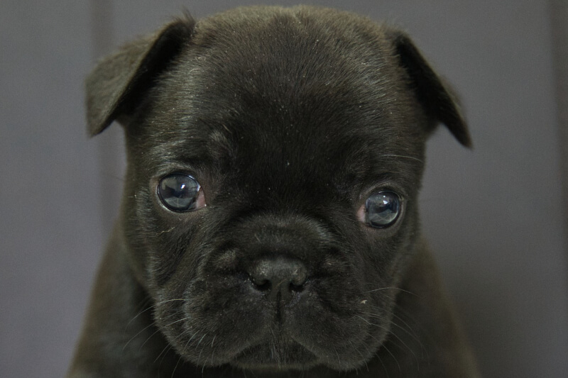 フレンチブルドッグの子犬の写真202209127 10月19日現在