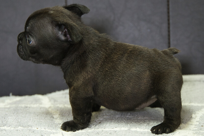 フレンチブルドッグの子犬の写真202209128-2 10月19日現在