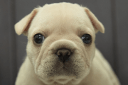 フレンチブルドッグの子犬202209121