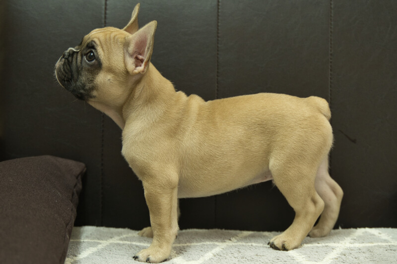 フレンチブルドッグの子犬の写真202212263-2 3月7日現在