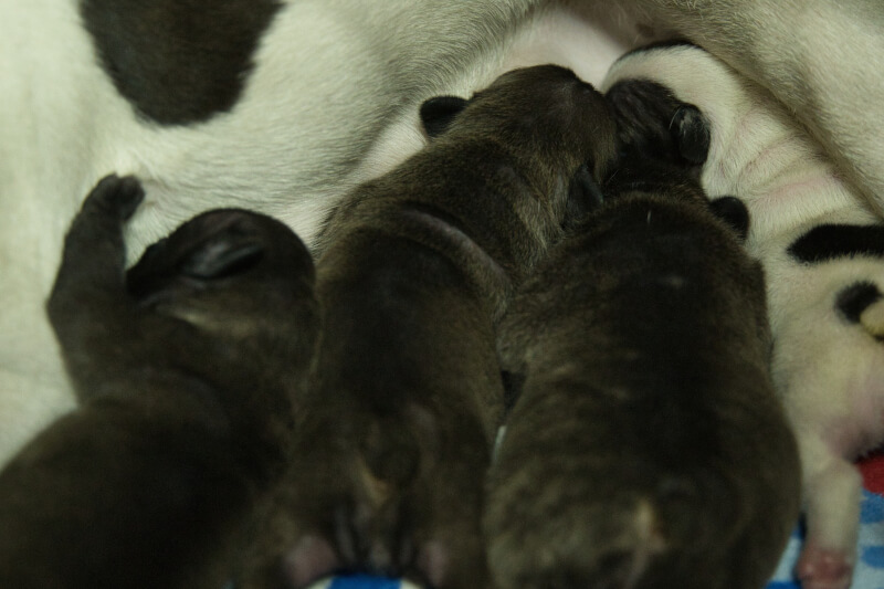2023年4月1日生まれのフレンチブルドッグ子犬の写真