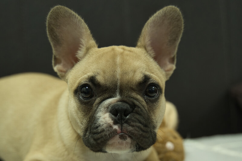 フレンチブルドッグの子犬の写真202212264 4月7日現在