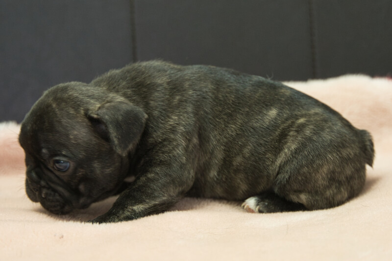 フレンチブルドッグの子犬の写真202303241-2 4月25日現在