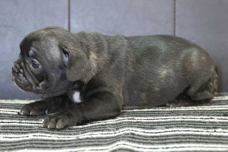 フレンチブルドッグの子犬の写真202303244-2 5月4日現在