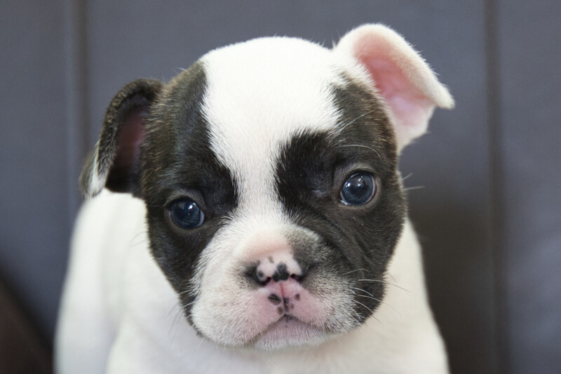 フレンチブルドッグの子犬の写真202304011 5月4日現在