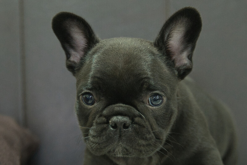 フレンチブルドッグの子犬の写真202304061 5月19日現在