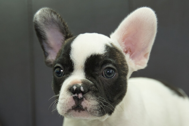フレンチブルドッグの子犬の写真202304011 5月23日現在