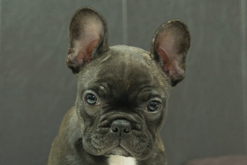 フレンチブルドッグの子犬の写真202303243 5月31日現在