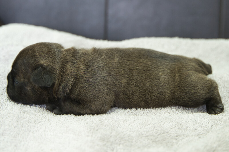 フレンチブルドッグの子犬の写真202306161-2 6月28日現在