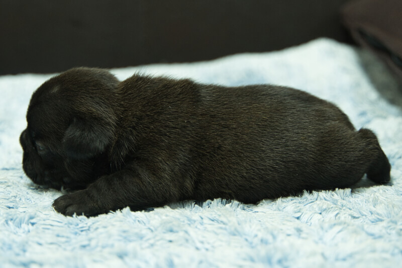 フレンチブルドッグの子犬の写真202306264-2 7月10日現在
