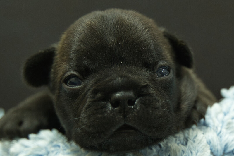 フレンチブルドッグの子犬の写真202306265 7月10日現在