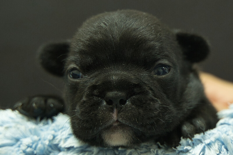 フレンチブルドッグの子犬の写真202306263 7月10日現在