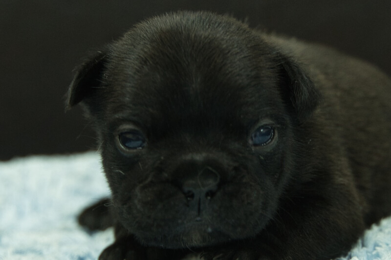 フレンチブルドッグの子犬の写真202306264 7月10日現在