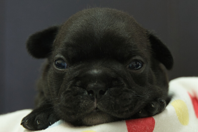 フレンチブルドッグの子犬の写真202306263 7月15日現在
