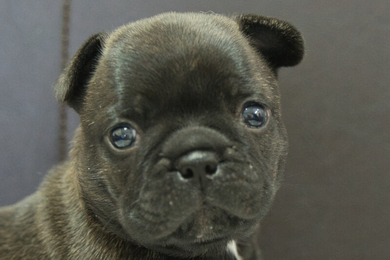 フレンチブルドッグの子犬の写真202306161 7月15日現在