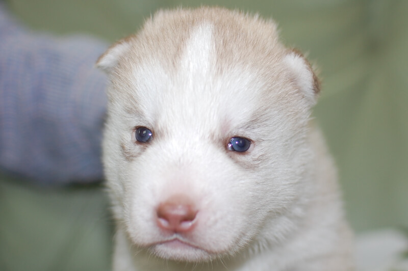 シベリアンハスキーの子犬の写真201901172 2月7日現在