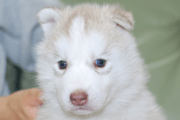 シベリアンハスキーの子犬201901172