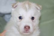 シベリアンハスキーの子犬201901175