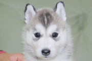 シベリアンハスキーの子犬201901172