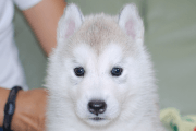 シベリアンハスキーの子犬201901174