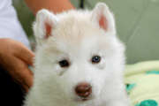 シベリアンハスキーの子犬201901171