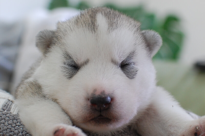 シベリアンハスキーの子犬の写真202001304 2月12日現在
