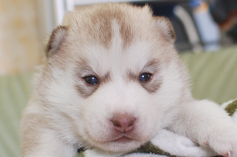 シベリアンハスキーの子犬の写真202001306 2月19日現在