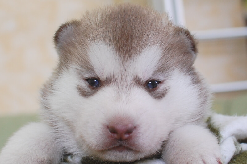 シベリアンハスキーの子犬の写真202001305 2月19日現在