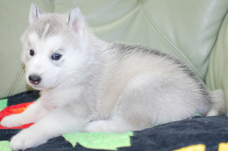 シベリアンハスキーの子犬の写真202001302-2 3月6日現在