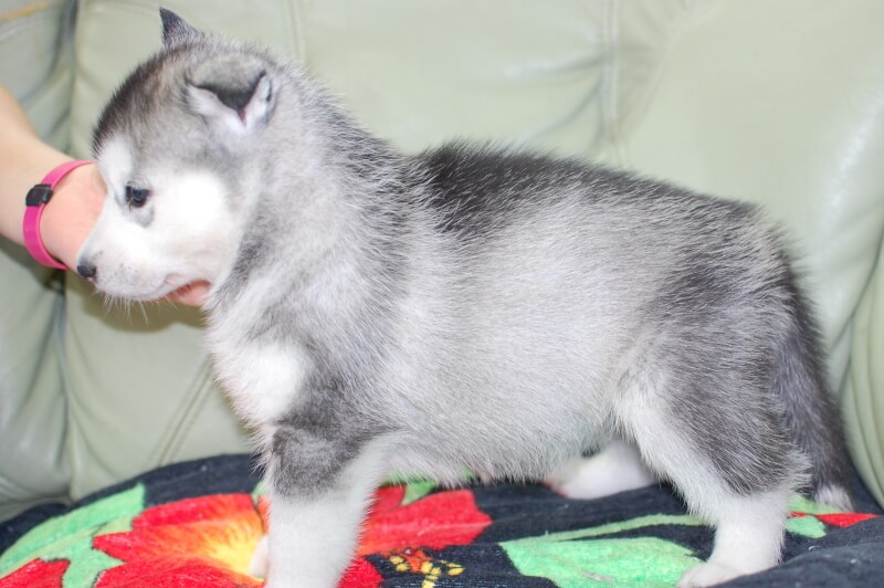 シベリアンハスキーの子犬の写真202001303-2 3月6日現在