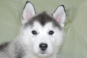 シベリアンハスキーの子犬202001303