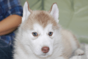 シベリアンハスキーの子犬202001305
