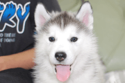 シベリアンハスキーの子犬202001301